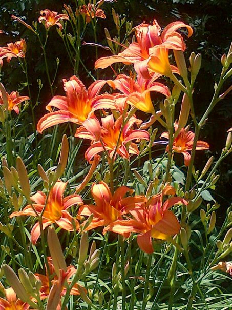 Lilies